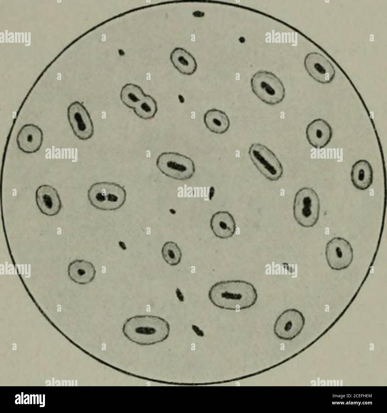 Pathogene Mikroorganismen, einschließlich Bakterien und Protozoen; ein  praktisches Handbuch für Studenten, Ärzte und Gesundheitsbeauftragte. Die  Farbe der Iolette ist für das Nakedeye sichtbar. Es kann dann in Wasser  gewaschen und untersucht