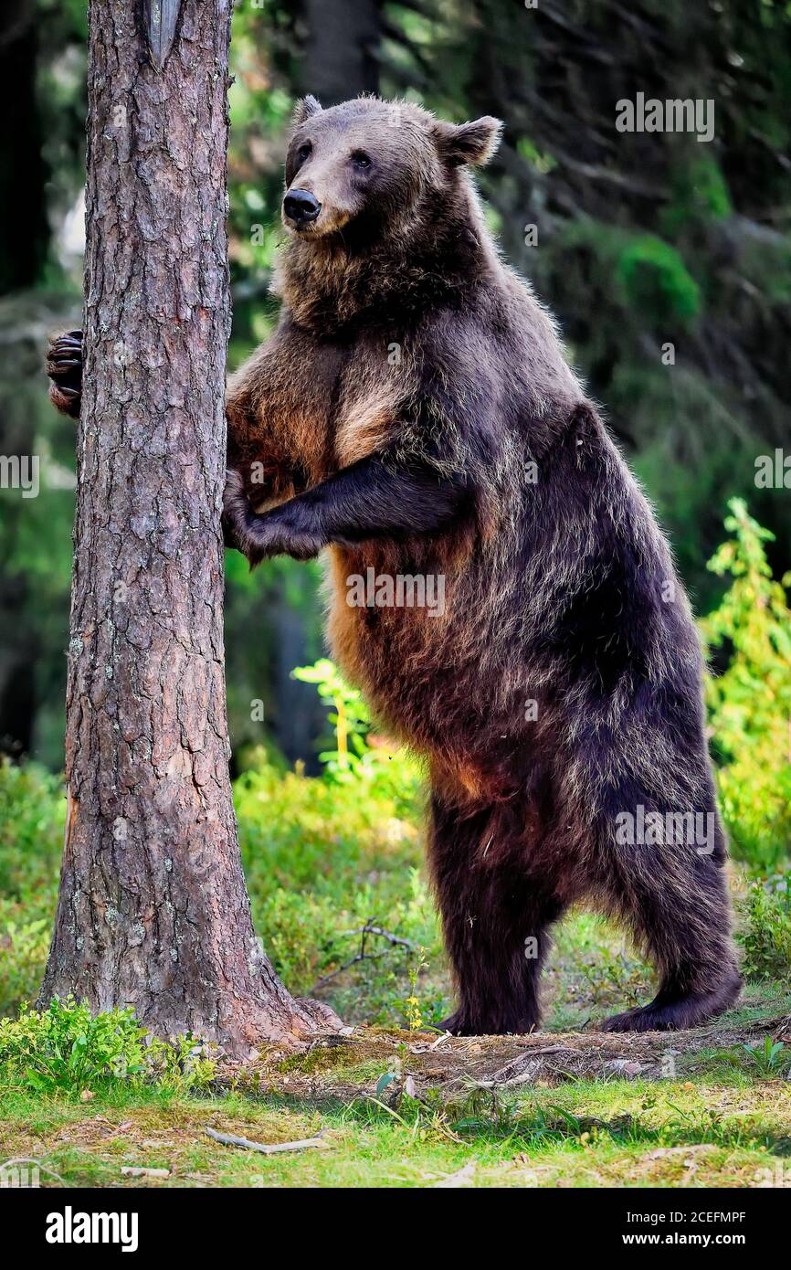 Dieser Bär ist RIESIG! Echter König des Waldes. Stockfoto