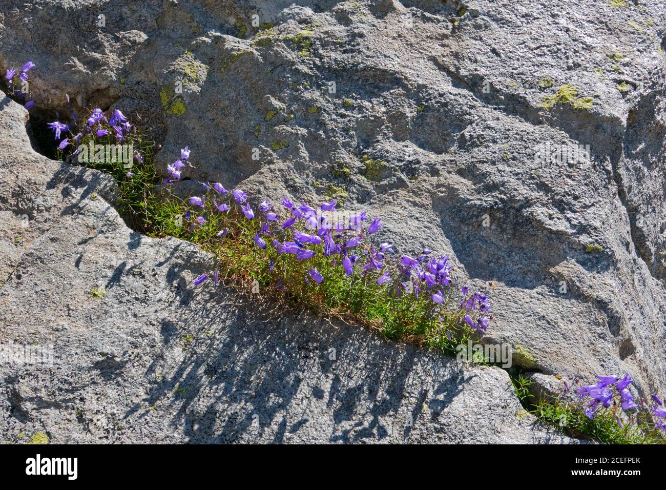 Glockenblumen, Campanula scheuchzeri, wächst in einer Felsspalte Stockfoto