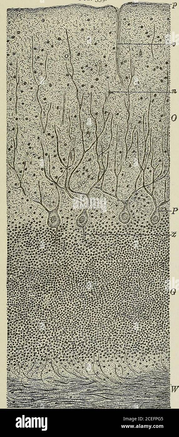 . Textbuch der normalen Histologie: Einschließlich einer Darstellung der Entwicklung des Gewebes und der Organe. Xaggerated for Convenience), auch beschränkt auf greymatter; c, Zelle von Purkinje. Senden von Achsenzylinder in Granulatschicht und reich verzweigten Prozessestoward Peripherie ; e, ähnliche Zelle im Profil gesehen ; /, kleine Nervenzelle der äußeren Schicht, beschränkt auf greymatter; g, Nervenzelle der äußeren Schicht, deren Achsenzylinderprozess Korbwerke bildet (d, d!) Um den Körper der Zellen von Purkinje; an der inneren Grenze der äußeren Zone sind zahlreiche horizontal verzweigende Verzweigungen der Nervenfasern zu sehen Stockfoto