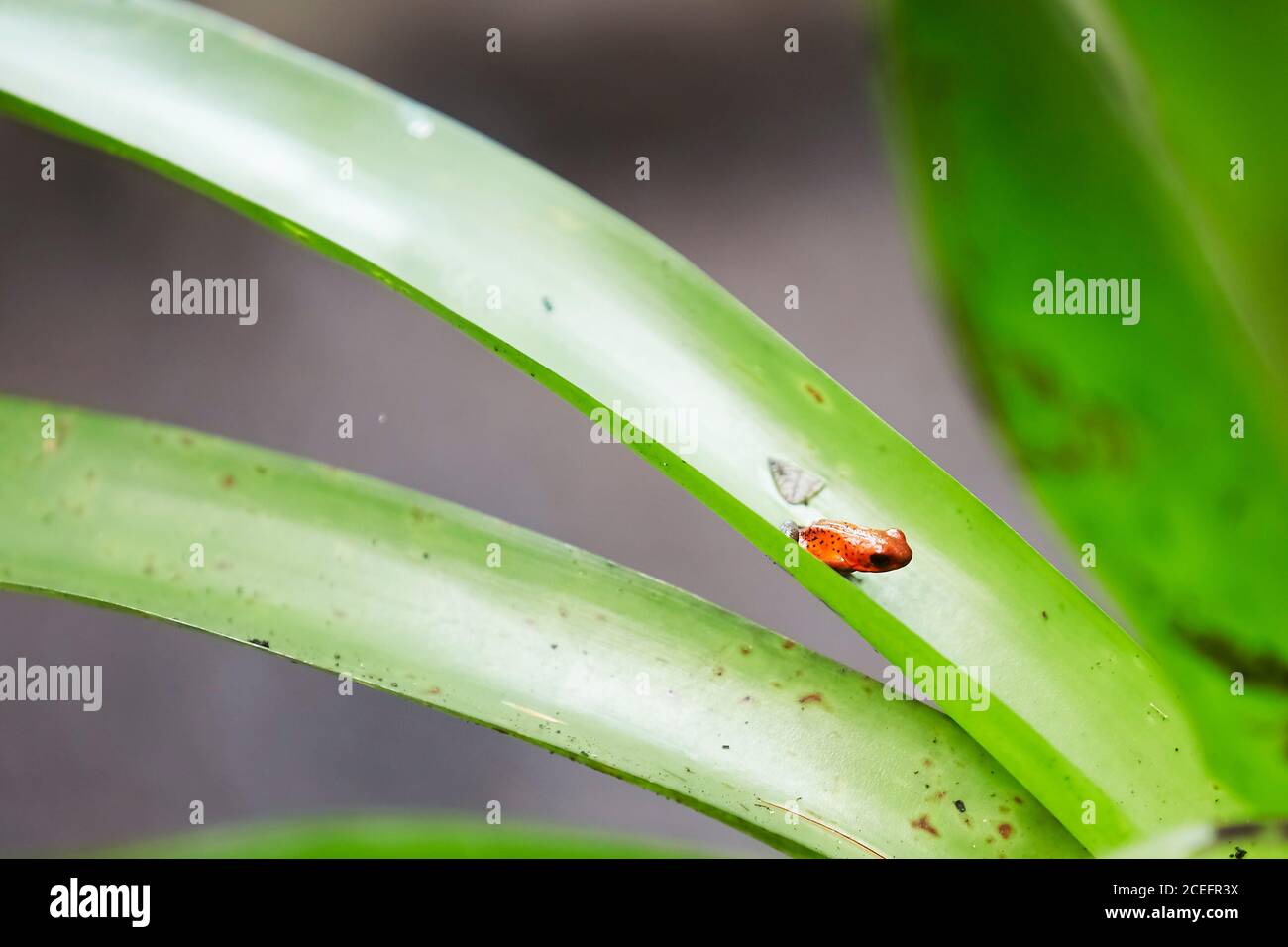 Schöner Frosch, der auf dem Blatt sitzt Stockfoto