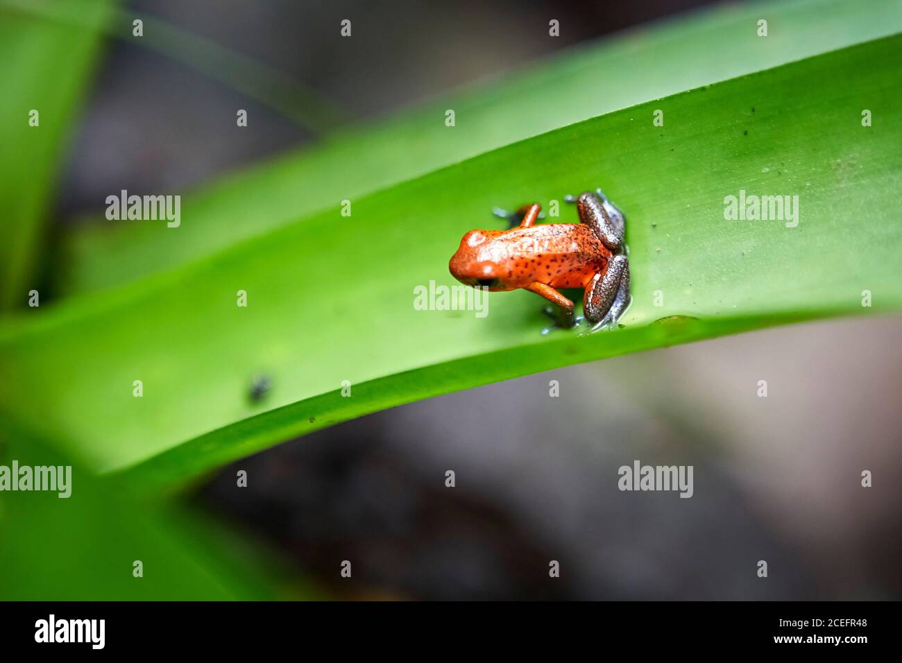 Schöner Frosch, der auf dem Blatt sitzt Stockfoto