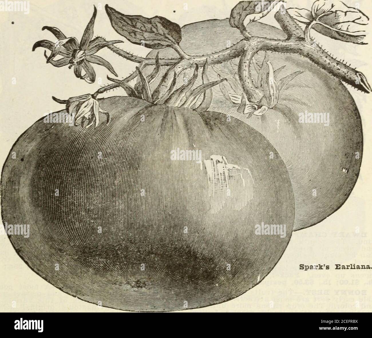 . Stecklers Samen : 1922. I^ONQ YBIiIiOW ob SUMMBB CBOOE- ITBCK.-:Dies ist ein starker Züchter und trägt länger als einige der anderen Sorten. Es ist von guter Qualität.Packet, 10c.; oz., 25c.; i/4 lb., 60c.; lb., 2.00 Dollar, postpaid. KATALOG FÜR DEN SÜDEN. 55. Funken Earliana. TOMATEN. CUZiTUSE.-.^f^r-i .sollte im Januar gesät werden, in heißen Bett. Oder in Kisten, die in einem geschützten Ort, in der Nähe von Fenstern platziert werden. Im März und April können sie auf freiem Boden gesäen werden. Tomaten werden in der Regel zu dick gesät und werden zu überfüllt whentwo oder drei Zoll hoch, was die Pflanzen dünn und spi macht Stockfoto