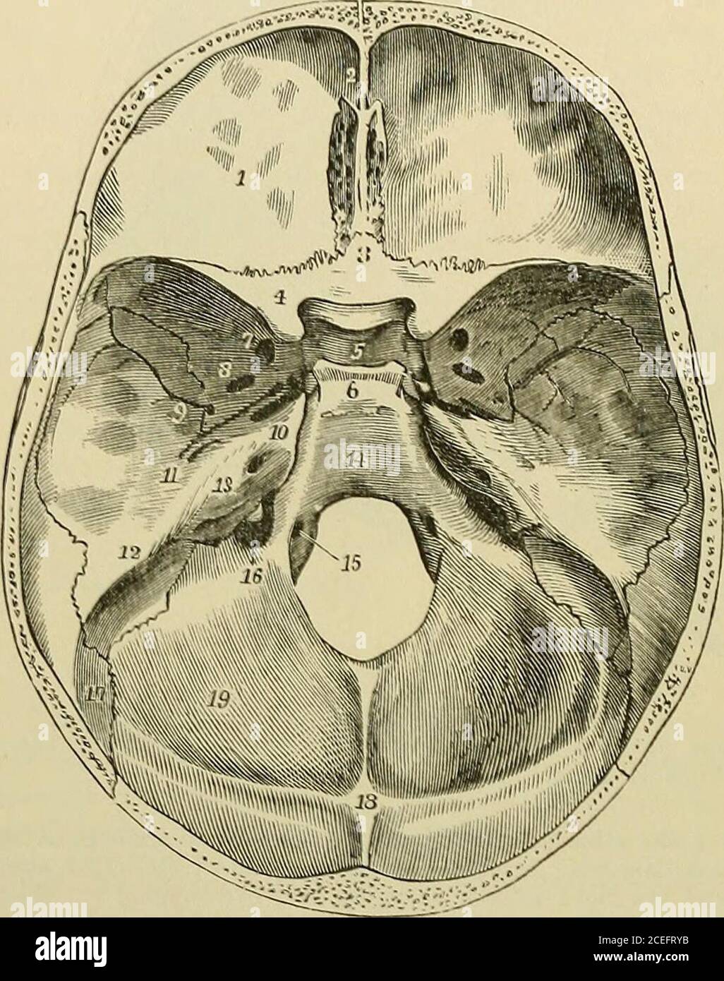 . Quains Elemente der Anatomie. ossa. Das Foramen ovale und das Foramen spinosum führen in die zygomatische Fossa: Der Foramen überträgt den unteren Oberkiefernerv, die kleine Meningealarterie und zwei oder dreiemissare Venen; die letzteren, die großen meningealen Gefäße. Das Foramen, laeerum (Medium) ist eine unregelmäßige Öffnung zwischen der Spitze des petrousand der Körper und große Flügel des Sphenoid, und in der jüngsten Zustand wird unten durch eine Masse von Fasergewebe geschlossen : Der Carotis-Kanal öffnet sich an seiner Außenwand, dem Vidian-Kanal anteriorly.die lingula, die nach hinten aus dem Körper des Sphenodes eff Stockfoto