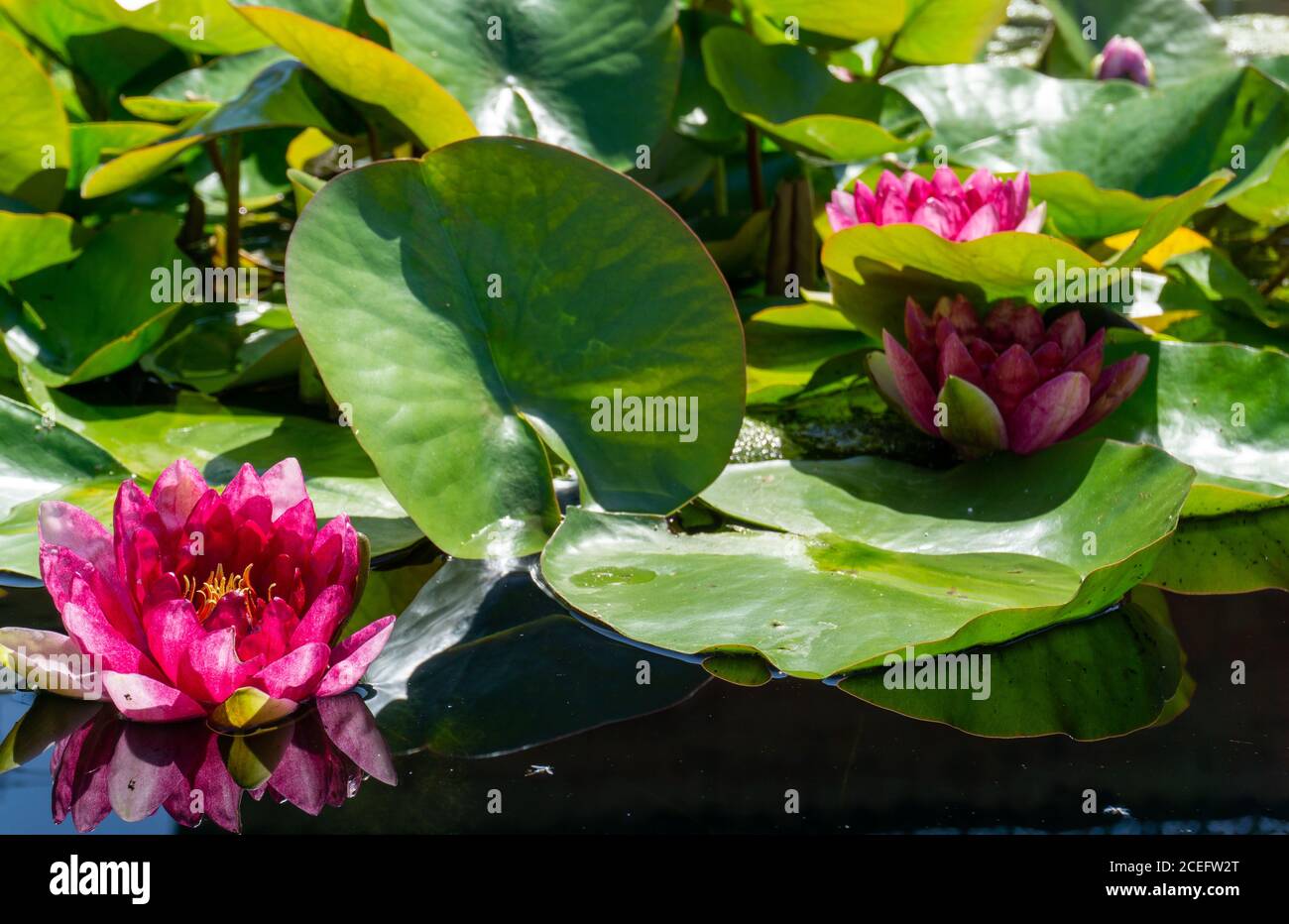 Eine rosa Seerosen in einem Teich Nahaufnahme Stockfoto