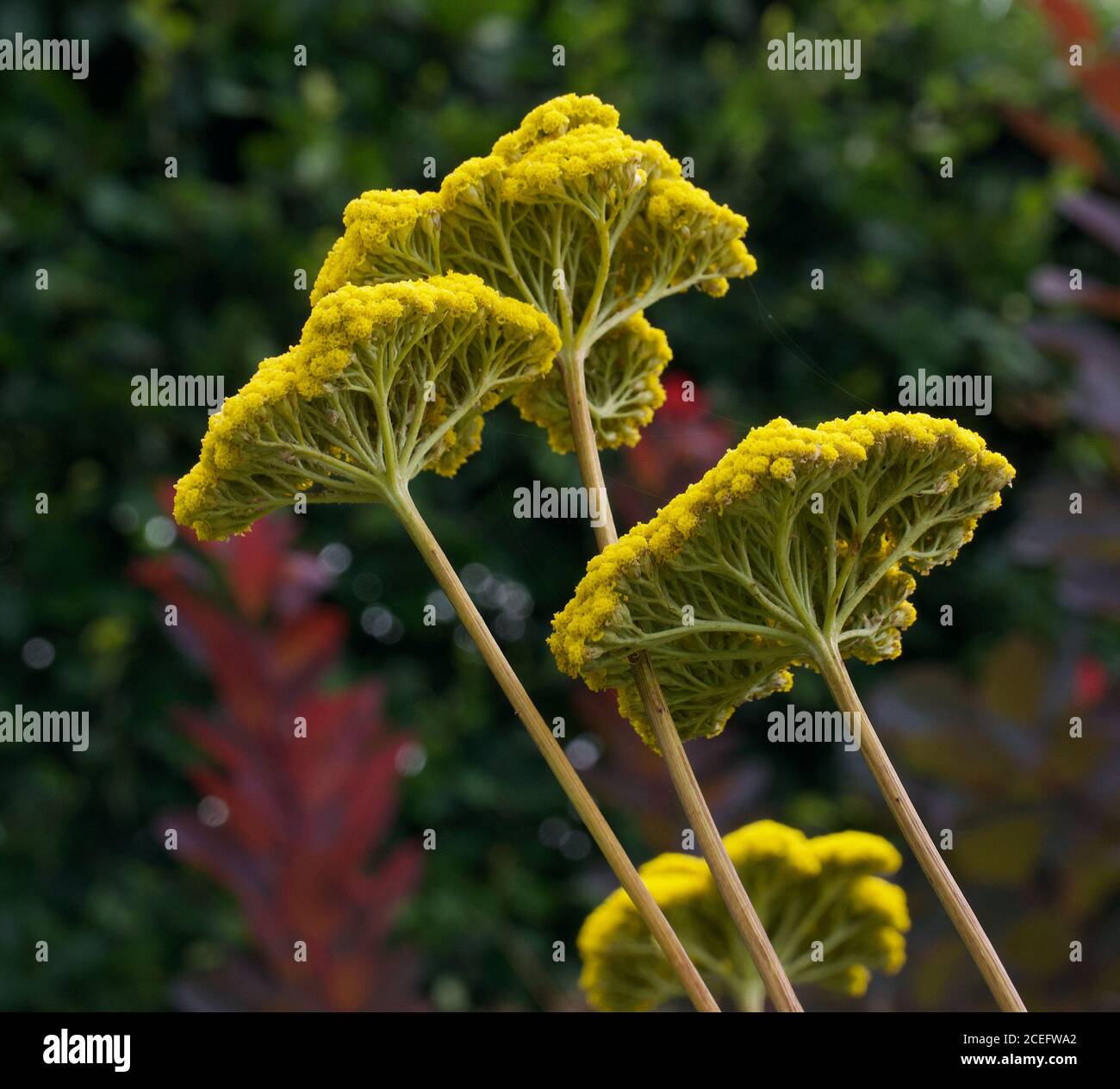 Gelbe Schafgarbe-Blütenköpfe von unten vor hellgrünem Hintergrund Stockfoto