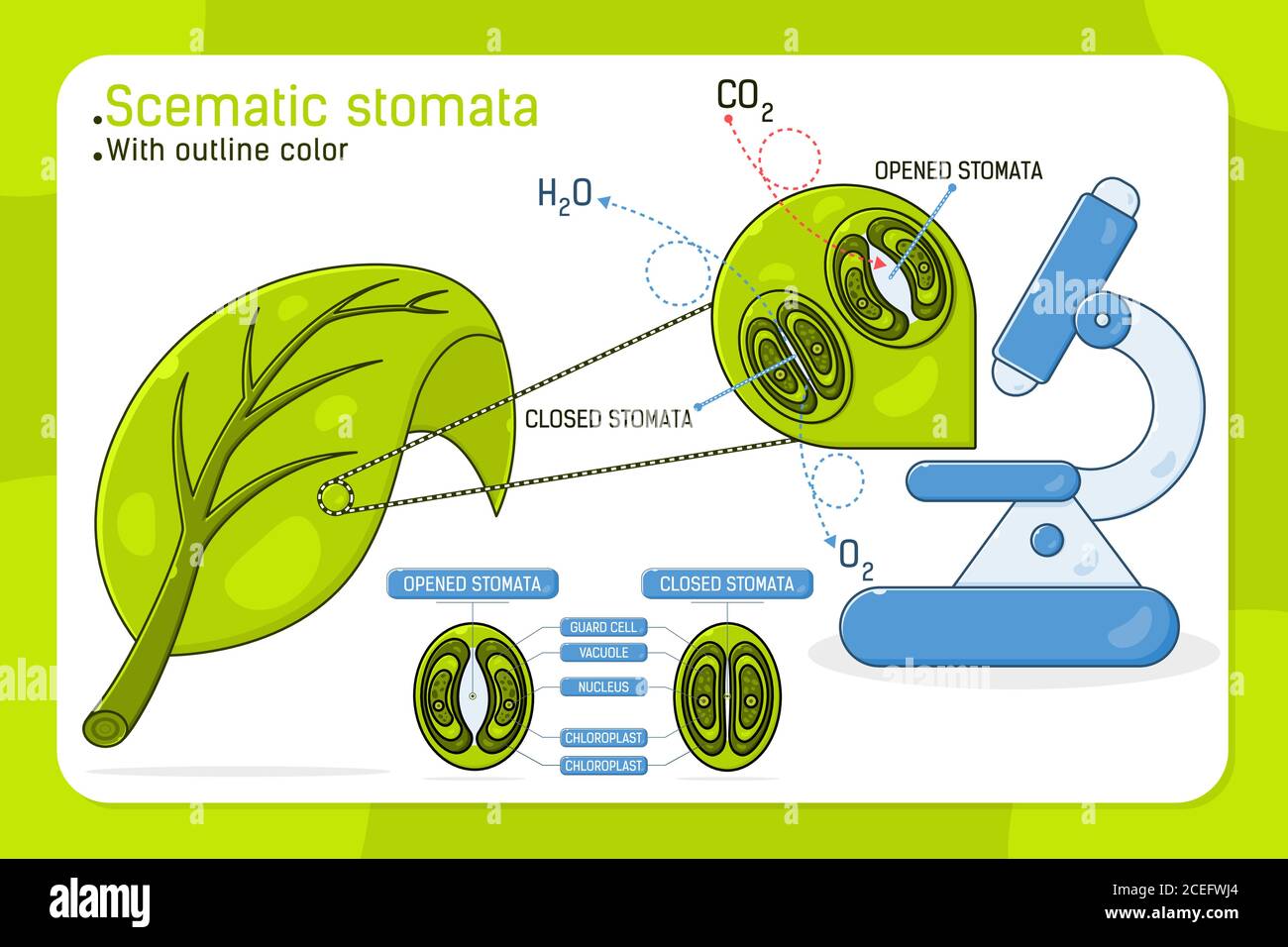 Vergrößerte Blattstomata mit schematischen Stomata offen und geschlossen, Vektor-Ilustration für Web-Design, ui, ux, mobile App auf isoliert auf weißem Hintergrund Stock Vektor