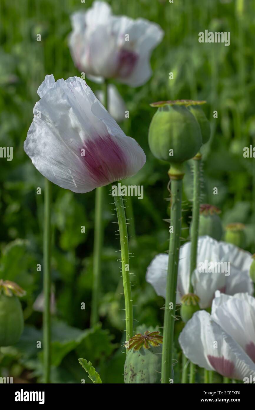 Detail von unreifen weißen Mohnkopf und Blumen.Mohnfeld. Kapseln von Mohn im Sommer verschwommen Hintergrund. Landwirtschaftliche Szene. Opium Mohnköpfe Stockfoto