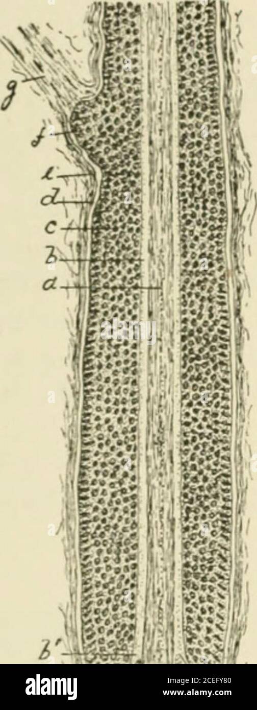 . Textbuch der normalen Histologie: Einschließlich einer Darstellung der Entwicklung des Gewebes und der Organe. Hautabschnitt der fötalen Jungtiere, die Haare in verschiedenen Entwicklungsstadien aufweisen: A, oberflächliche Schicht der Epidermis: 6, Stratum Malpighii, aus der sich die Haarfollikel der Rudimen-willkürlich in das Bindegewebe ausdehnen {c) des primitiven Coriums; d, e, f, Haare in verschiedenen Entwicklungsstadien; g, Talgdrüsen, die bis zum Alter wachsen.junger Haarfollikel. 280 NORMALE HISTOLOGIE. Abb. 315.. Die zylindrische Epithelmasse nimmt den Charakter der äußeren Wurzelscheide an. Anschließende Differenzierung im ce Stockfoto