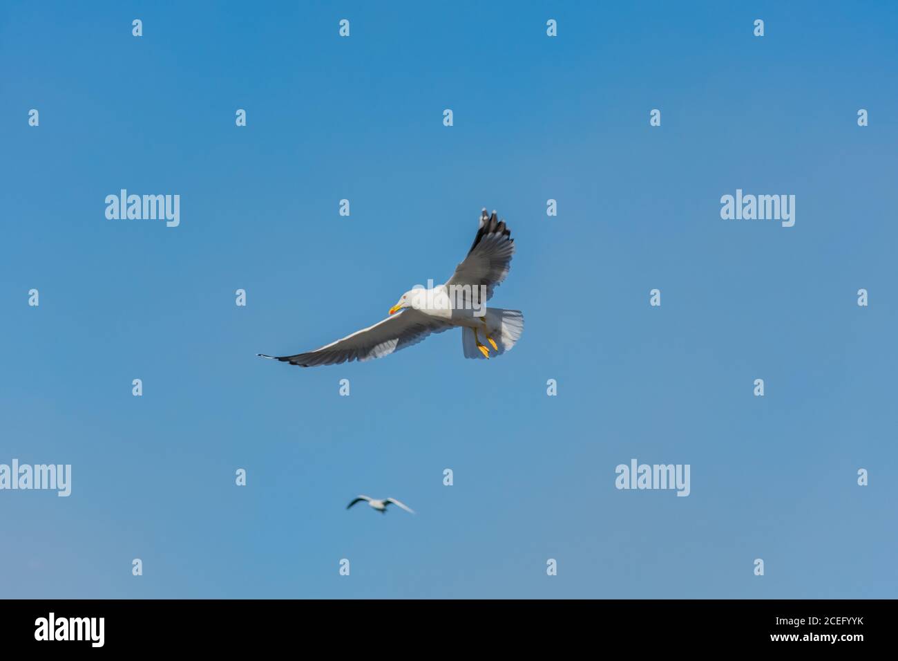 Möwe fliegt mit Flügeln, die in einer Halbmondform nach vorne ausgestreckt sind. Stockfoto