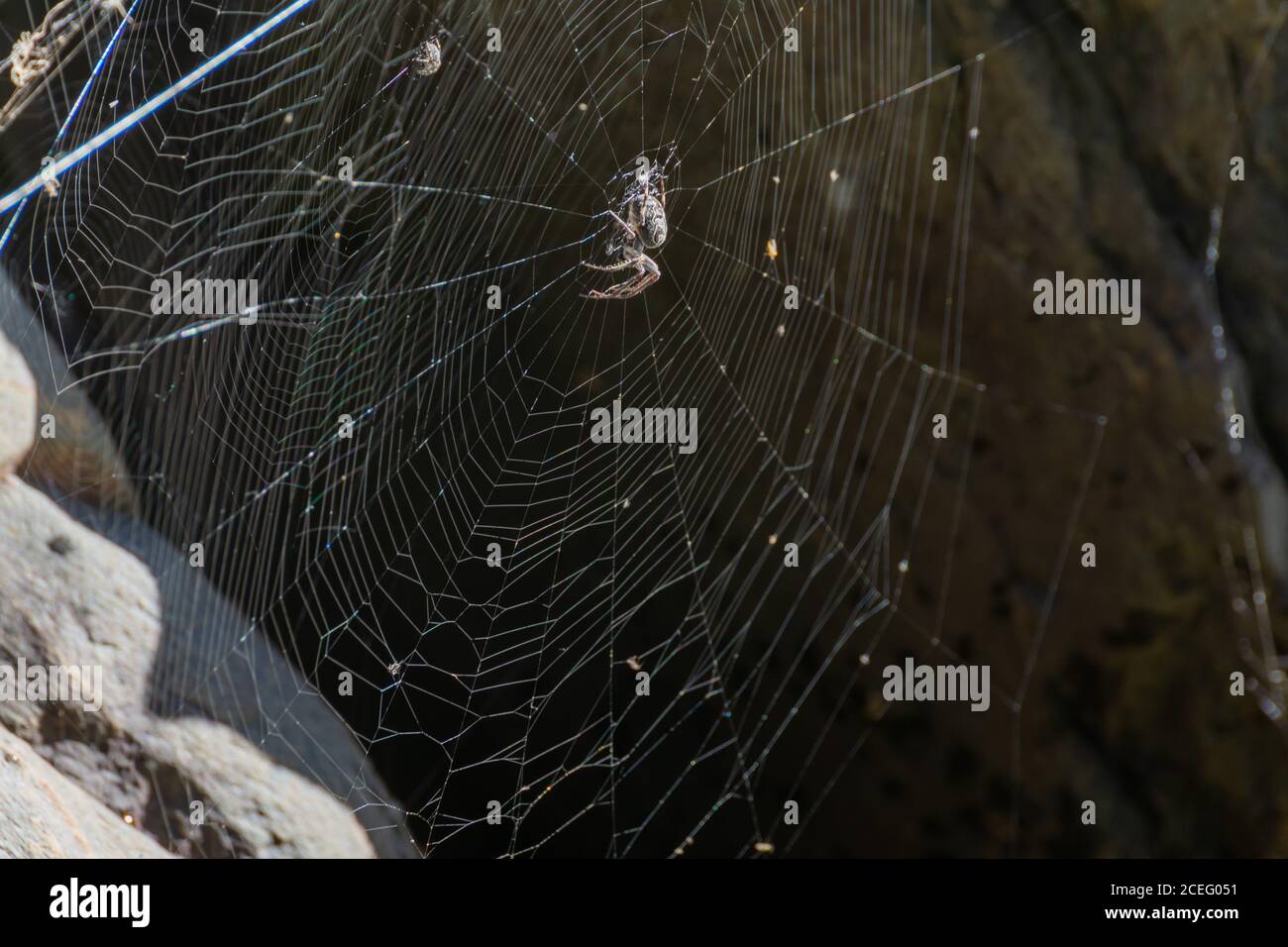Kleine Tarantel, die das Netz mit seinem Faden webt, um seine Nahrung einzufangen. Stockfoto