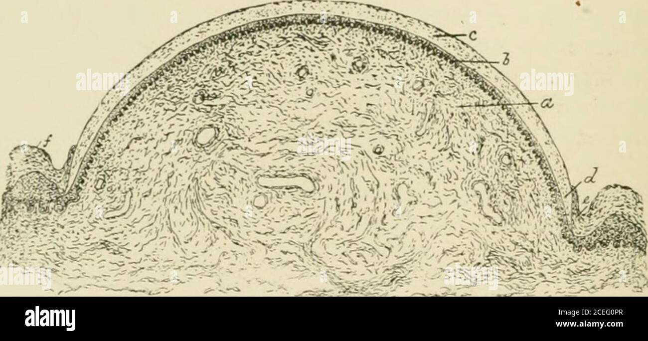 . Textbuch der normalen Histologie: Einschließlich einer Darstellung der Entwicklung des Gewebes und der Organe. Um, Restsupon ein hochvaskuläres und empfindliches Nagelbett, dessen hintere Portionvon der Wurzel des Nagels bedeckt ist, die Matrix ist. Die Nagelwurzel ist aufgrund der Dicke des Stratum Malpighii gewöhnlich heller und etwas undurchsichtig; am Daumen erstreckt sie sich über die Nagelfalte hinaus als blass vorspringende konvexe Fläche, die Lunula. Während der gesamten Ausdehnung des Nagelbettes angebracht, findet das Wachstum des Nagels von der Matrix allein statt, jede neu gebildete 266 NORMALE HISTOLOGIE. Increm Stockfoto
