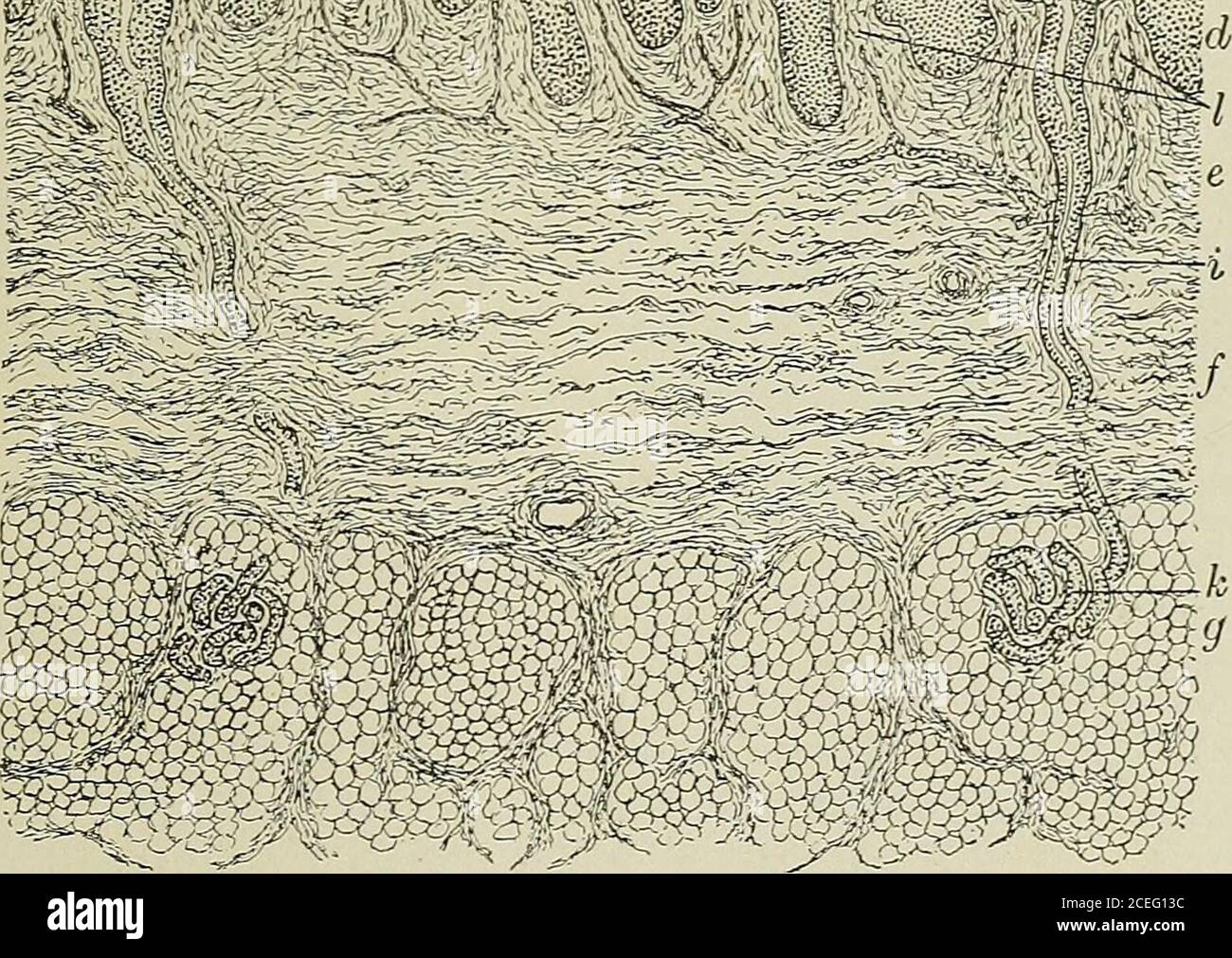 . Textbuch der normalen Histologie: Einschließlich einer Darstellung der Entwicklung des Gewebes und der Organe. Schnitt der menschlichen Haut: A, Stratum corneum; 6, Stratum lucidum ; c, stratumgranulosum ; d, Stratum Malpighii; e^y, papilläre und retikuläre Schichten des Koriums ;^, Stratum des Fettgewebes ; k, i, spiralförmige und gerade Teile des Kanals der Schweißdrüse ; k, gewickelte Teil der Schweißdrüse; /, Gefäßschleifen besetzt Papilla; Ofcorium. In der Regel als Schicht von beträchtlicher Dicke, die eine looseattachment zwischen der Haut und den angrenzenden Strukturen bildet. Die in-tegument variiert in der Dicke von Stockfoto