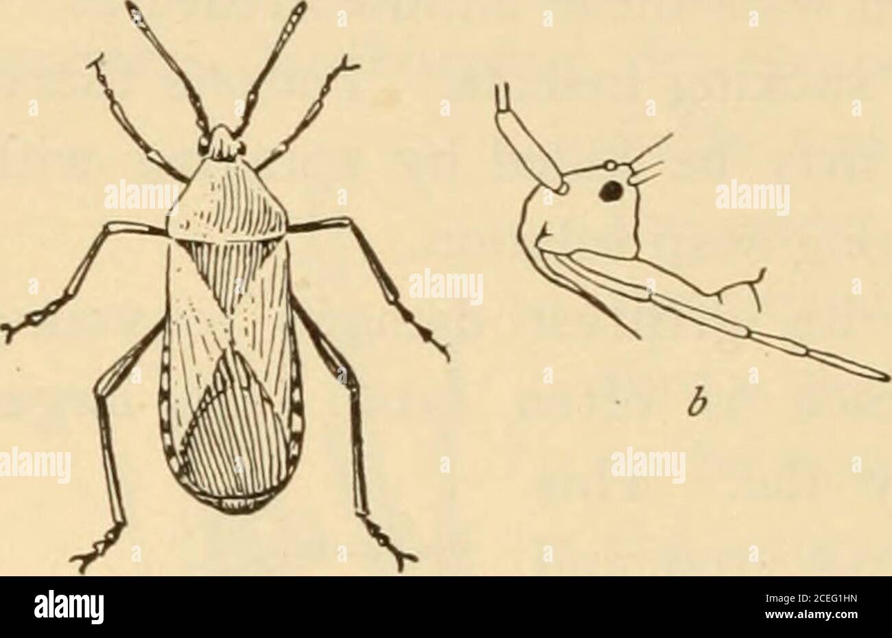 . Landwirtschaft für Anfänger. Abb. 136. Ein preiswertes Spraying Outfit 144 LANDWIRTSCHAFT FÜR ANFÄNGER. Abb. 137. Ein Squash Bug der Flohkäfer fügt der Kartoffel, Tomate, Aubergine und anderen Gartenpflanzen viel Schaden zu. Die accom-panying Figur zeigt das Arbeiten des Floh-Käfer auf der Tomate. Thelarva dieses Käfers livesinside der Blätter, Mining seine Weise durch das Blatt in einem realen Tunnel.any Substanz nicht-fähig zum Käfer, suchas Gips, Ruß, Asche oder Tabak, stößt seine Angriffe nach dem Garten ab. Der Weevil wird häufig unter Samen gefunden. Angriffe dieses Insekts sind ernst, aber das Insekt Stockfoto