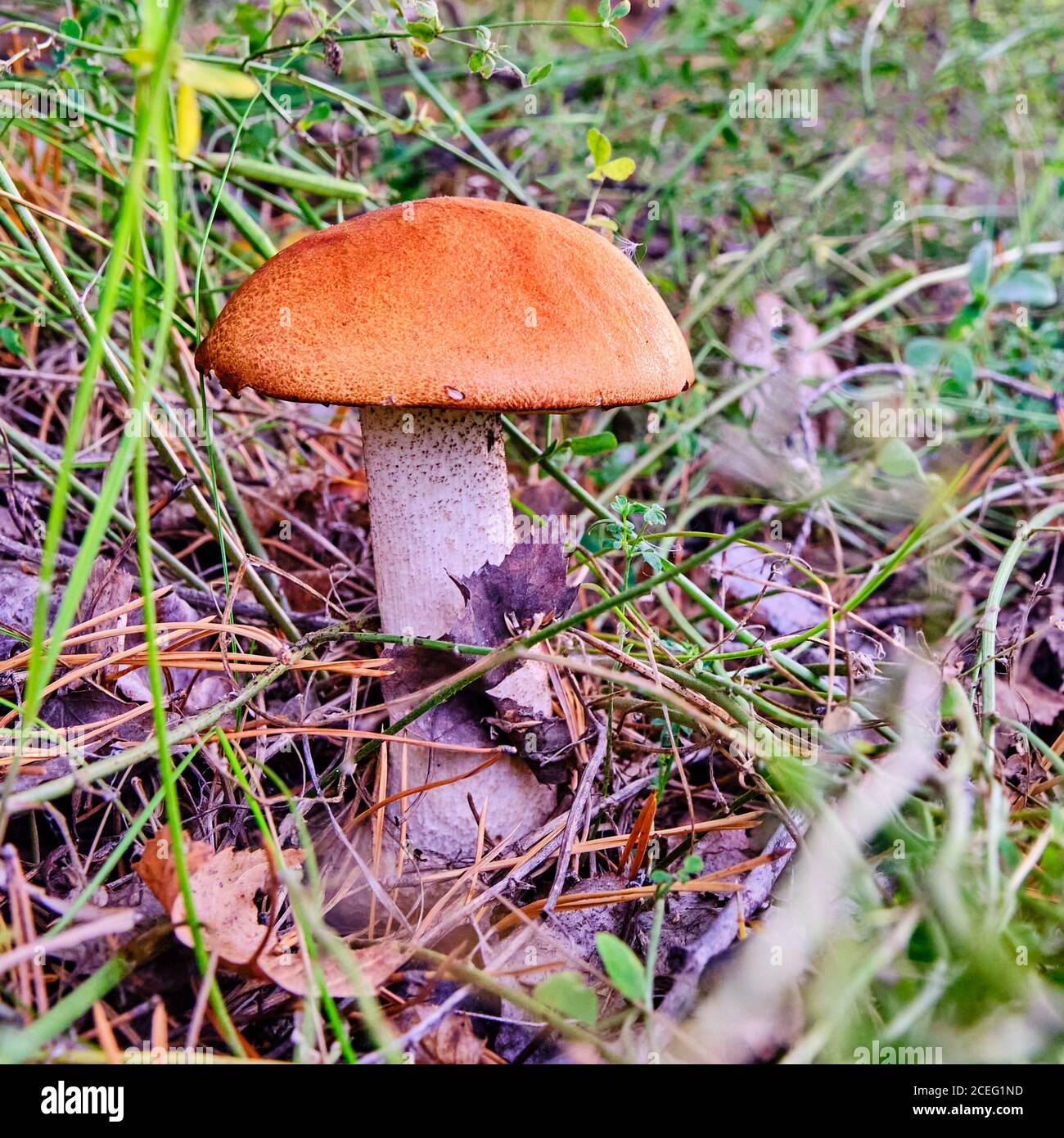 Essbare Pilz rot boletus leccinum aurantiacum in freier Wildbahn. Stockfoto