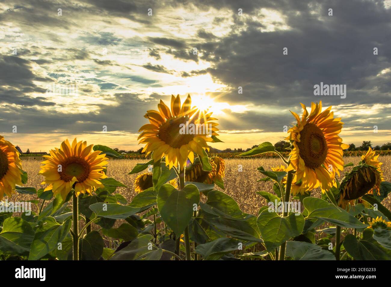 Sonnenblumenfeld Landschaft im Sommer.blühende gelbe Sonnenblumen mit Sonne. Nahaufnahme von Sonnenblumen bei Sonnenuntergang. Ländliche Landschaft wolkig blauen Himmel. Landwirtschaft Stockfoto