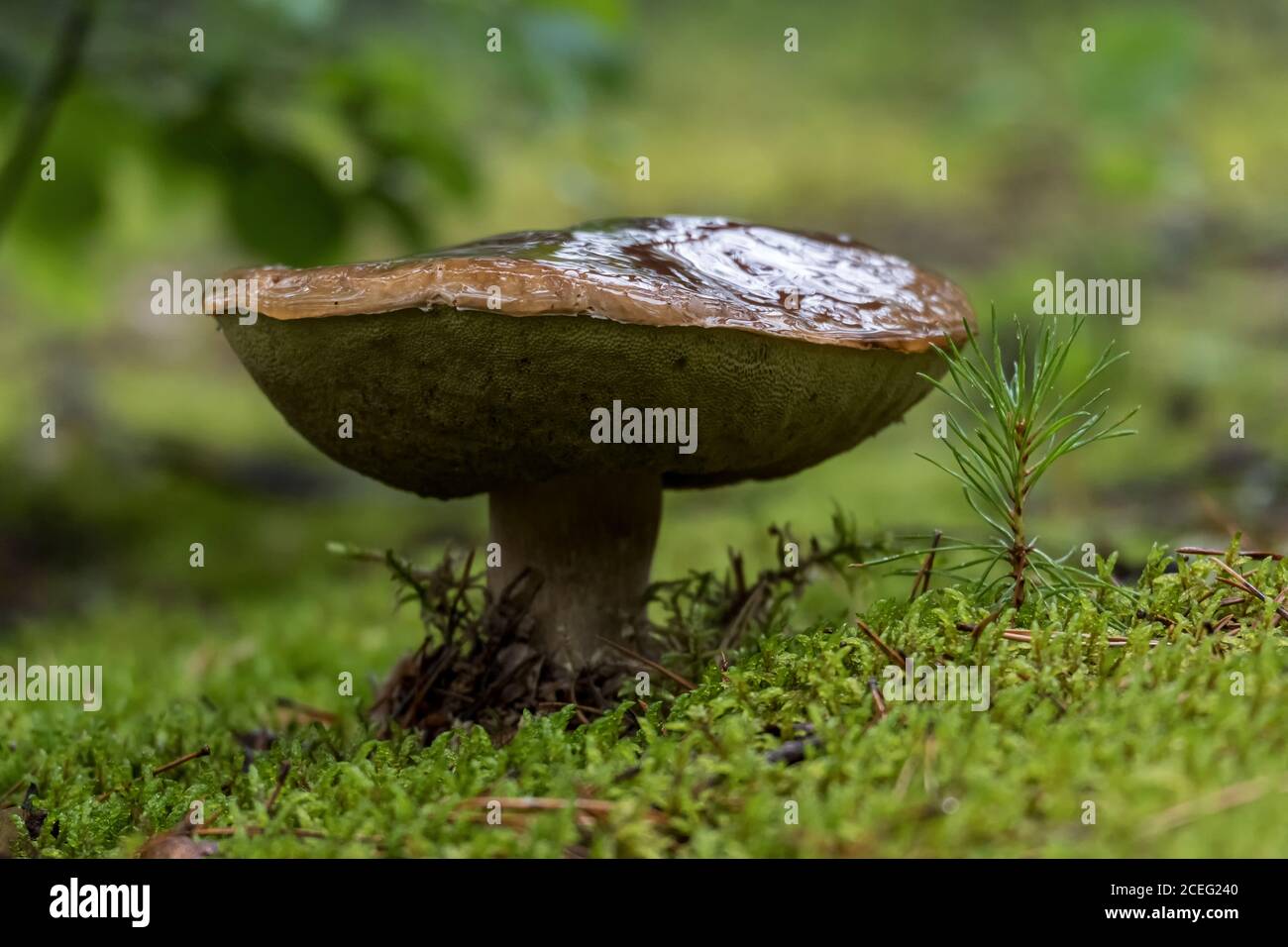 Alter Orangen-Kappenboletus in Moos, neben einer kleinen Kiefer. Wilder, essbarer Pilz. Stockfoto