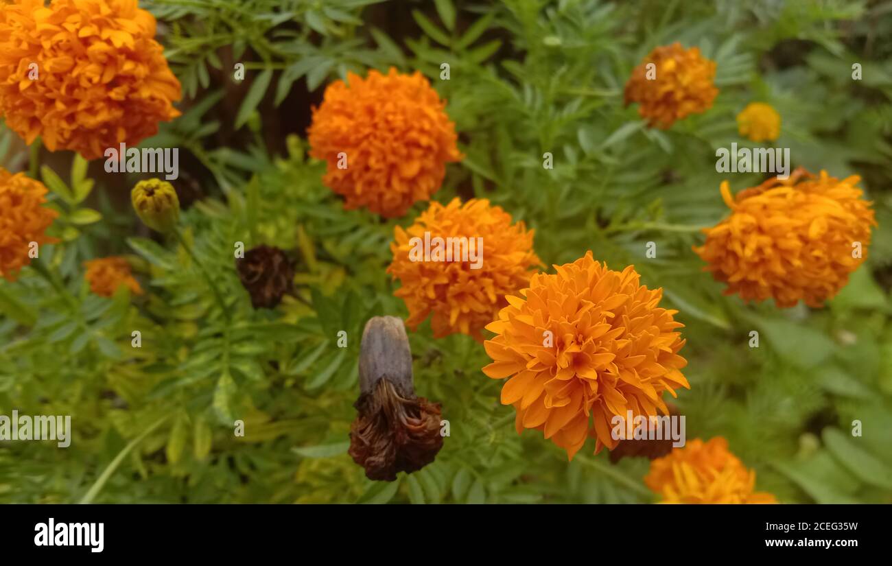 Orange Tagetes Patula Blumen oder mexikanische Blume oder Ringelblume Blume  Familie Stockfotografie - Alamy