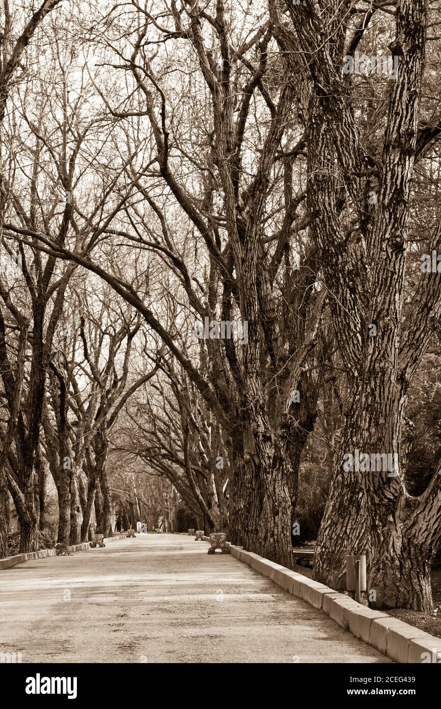 Alley Herbst-Winter-Park. Asphalt Landstraße mit Bäumen, Sepia. Wald mit einem breiten Wanderweg in schwarz-weiß Stockfoto