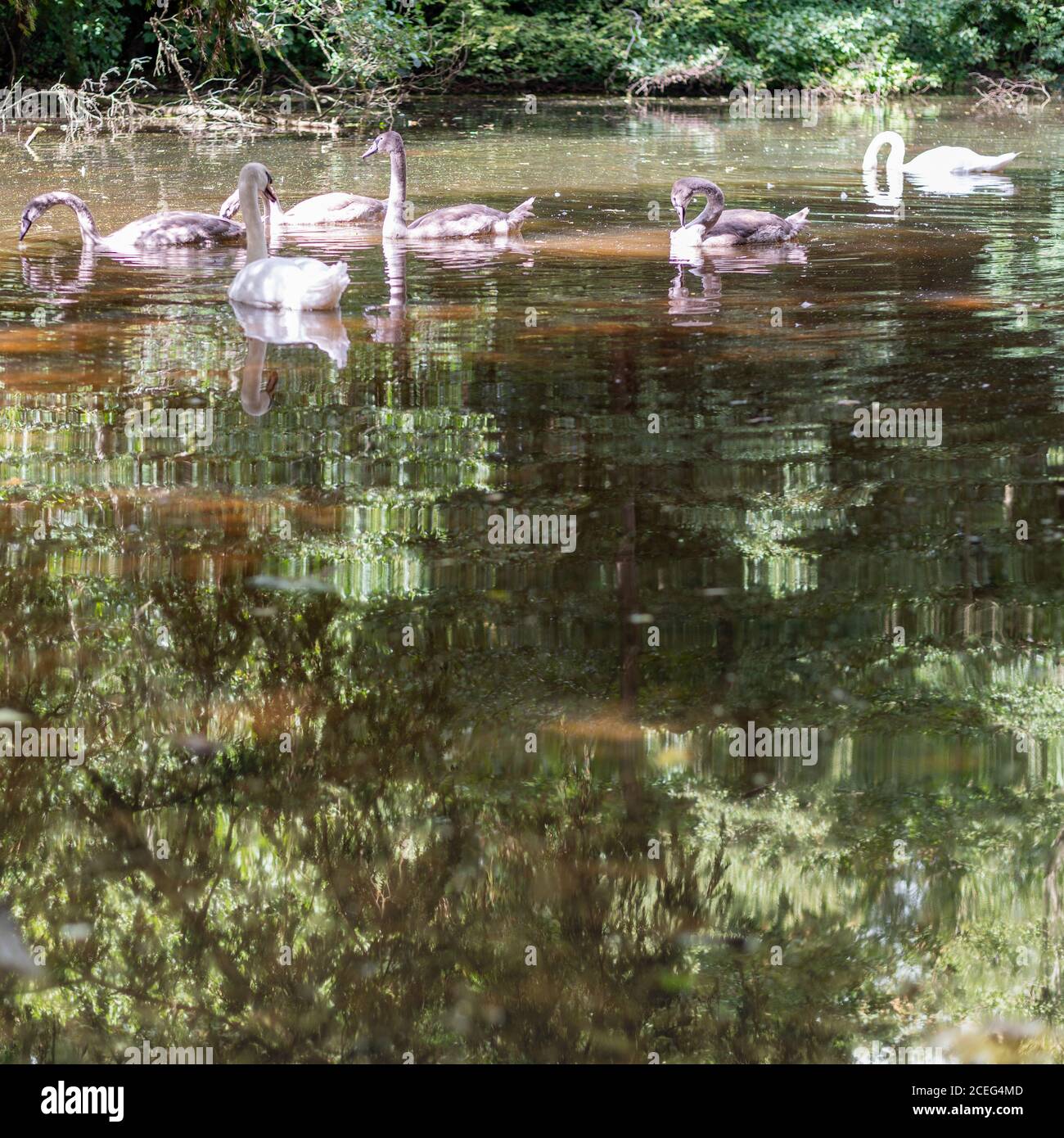 Familie der Schwäne auf schmutzigen, verschmutzt aussehenden Wasser mit grünen Reflexen, quadratisches Bild Stockfoto