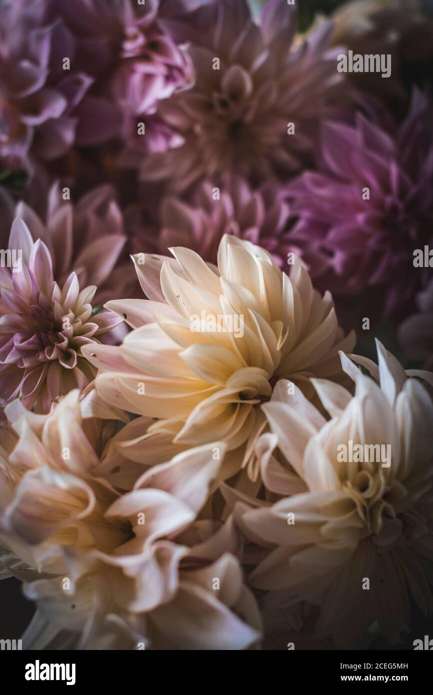 Closeup Haufen von schönen frischen rosa Chrysanthemen auf unscharfen Hintergrund Stockfoto