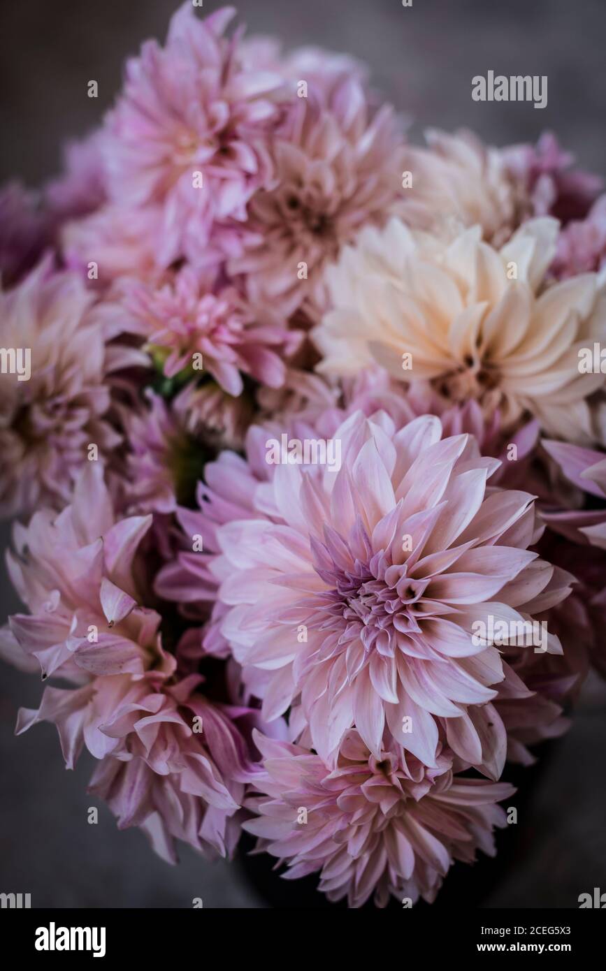 Closeup Haufen von schönen frischen rosa Chrysanthemen auf unscharfen Hintergrund Stockfoto