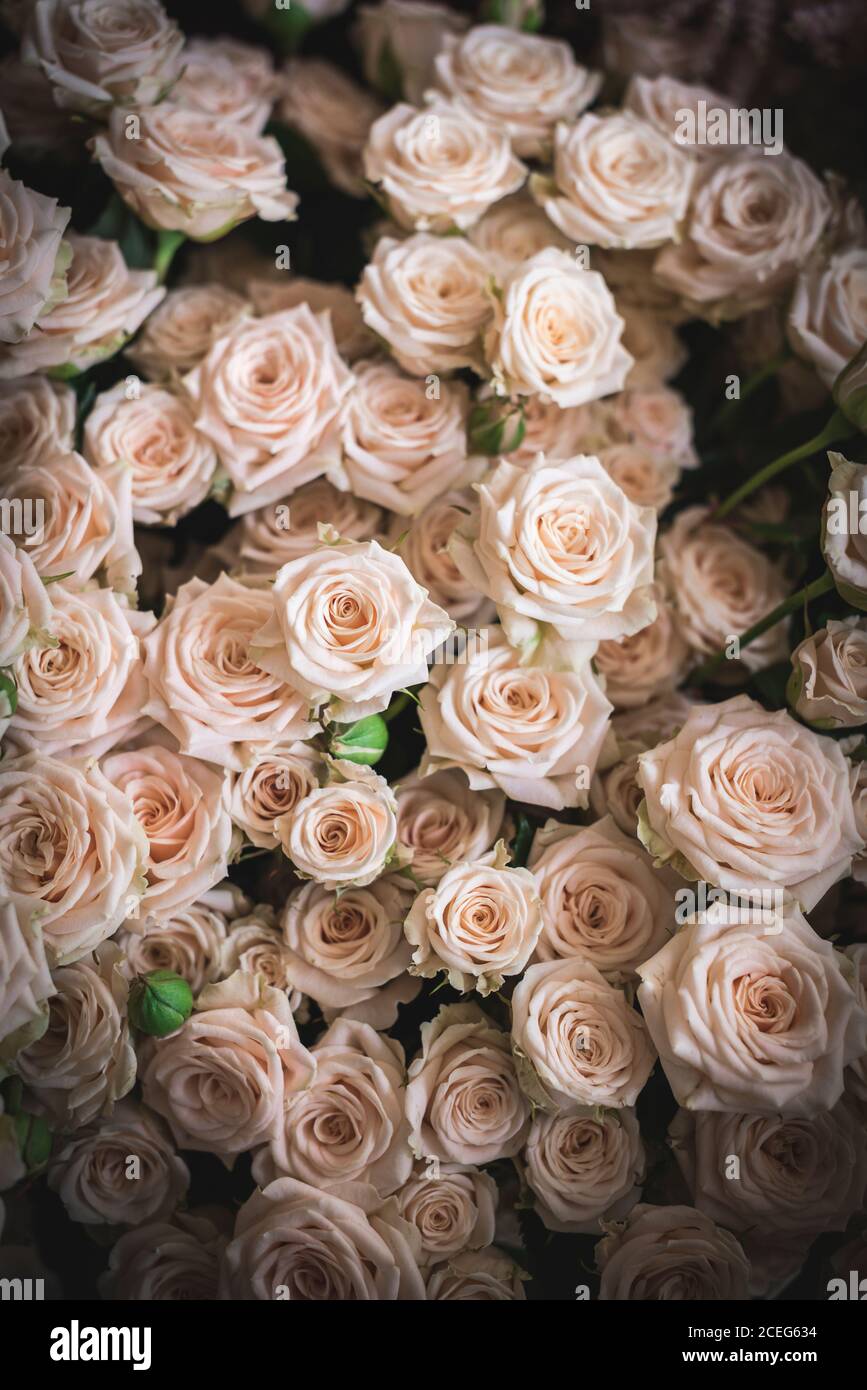 Von oben closeup Bündel von vielen schönen frischen rosa Blumen Stockfoto