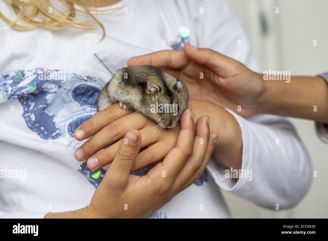 Mädchen (7) spielt mit einem Hamster, Kiel, Schleswig-Holstein, Deutschland Stockfoto