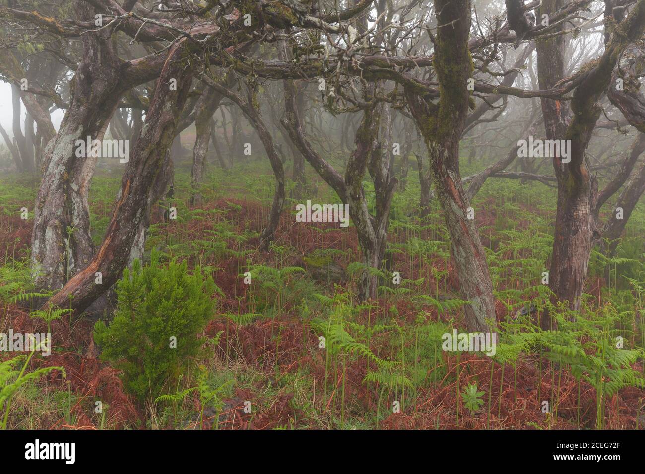 Nebliger Tag im Regenwald Stockfoto