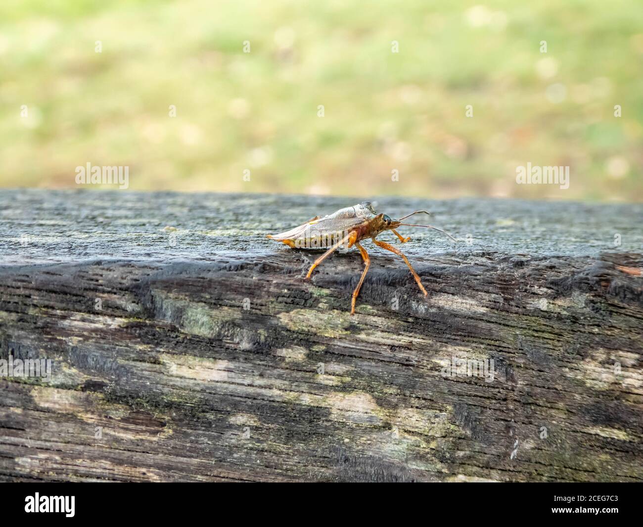 Waldkäfer ruht auf einer Bank Stockfoto
