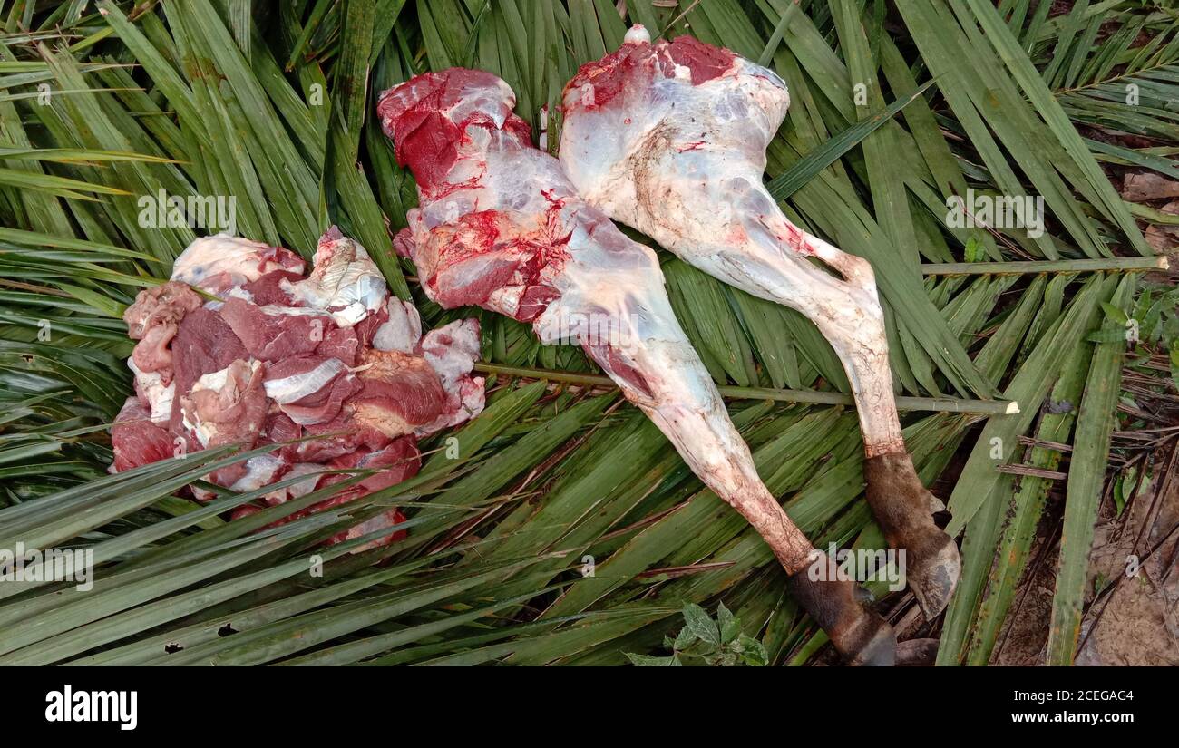 Frisches Fleisch der Kuh auf den Palmölzweigen. Stockfoto