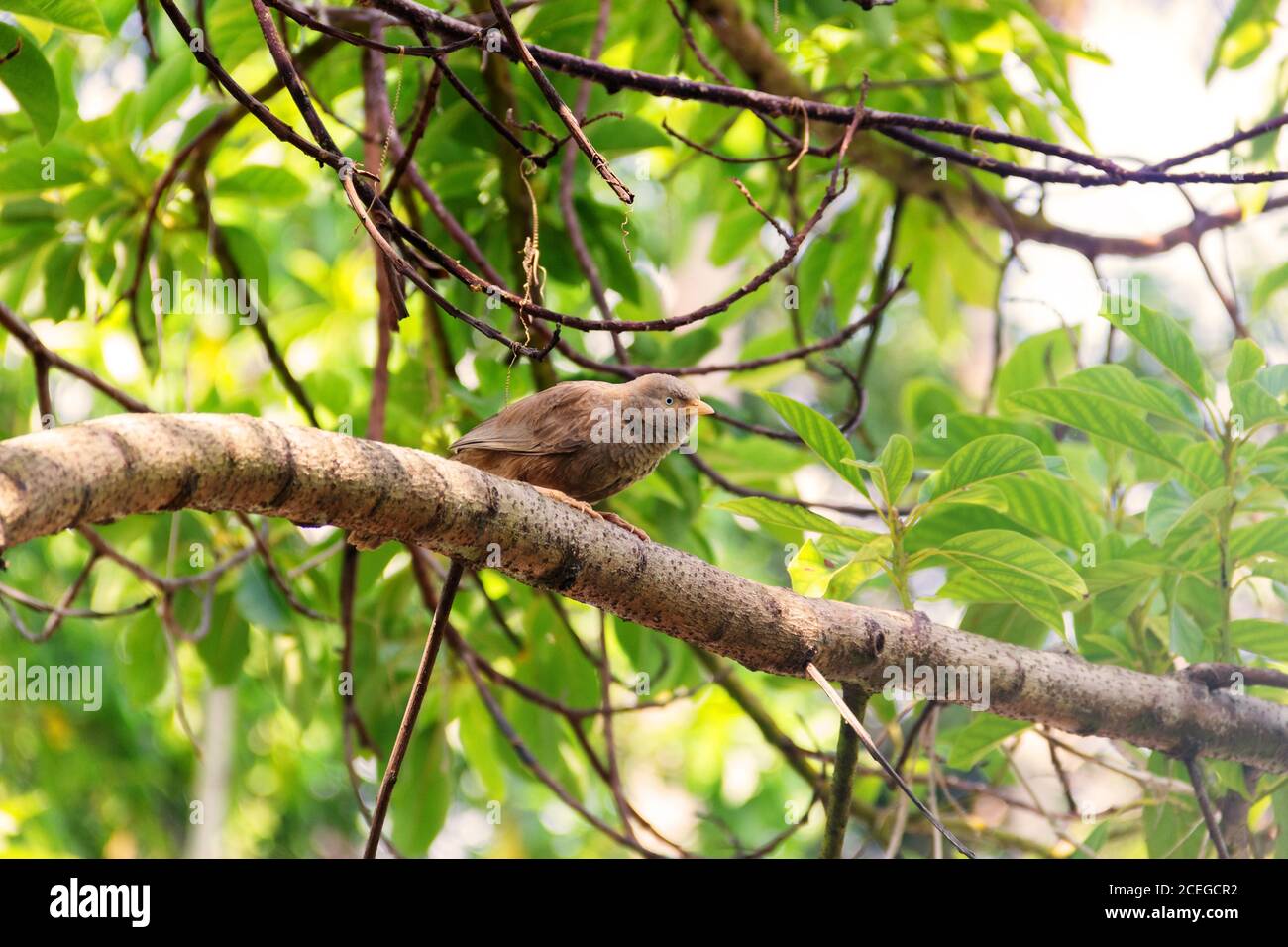 Ceylon Rufous Babbler (Turdoides rufescens) auf einem schönen Zweig mit schönen Kolonien von Schimmel auf einem Hintergrund von grünem Laub. Sri Lanka endemisch Stockfoto