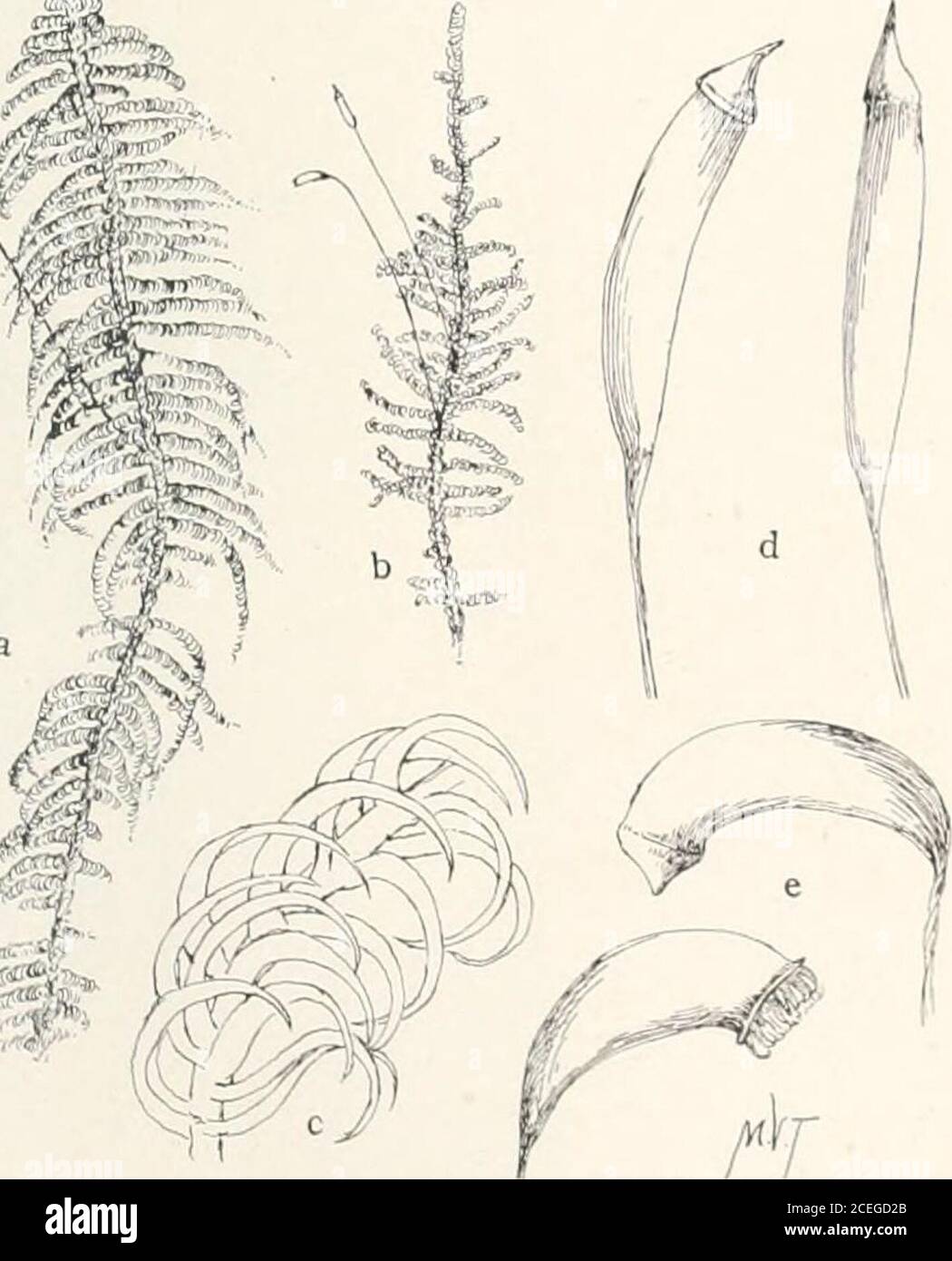 . Moose mit Hand-Linse und Mikroskop : ein nicht-technisches Handbuch der häufigsten Moose der nordöstlichen Vereinigten Staaten. En Matten von adarker grün als in Molluskum; J^^ Stiele rötlich -broivn, Prostata, il^r^-. Eher regelmäßig pmnately Zweig- -^V^^i; -ing, aber selten vollständig gefiedert, wenn V-V. ..zum Ende; Paraphyllie zahlreich, ..:,■.i. breit, oft cilialc; Stammblätter ;, V.^^,:kaum decurrent, breit ovateat Basis und allmählich lanceolate-acuminate oben, 2 0.6^, serrulateunten, serrate oben, mit margijisin der Regel eng recurved helozv;costa kurz und doppelt oder Mangel- Stockfoto