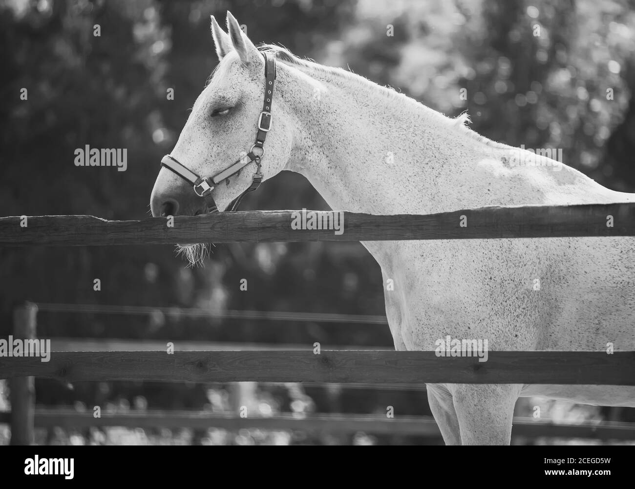Ein schwarz-weißes Bild eines schönen grau gesprenkelten Pferdes, das in der Sommersonne friedlich in einem Fahrerlager hinter einem Zaun döst. Die Pflege der Hors Stockfoto
