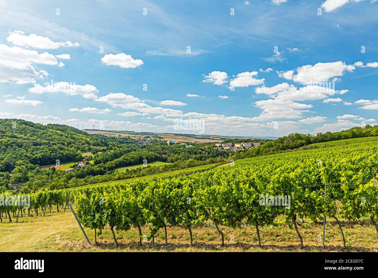 Blick über die Weinberge auf die Stadt Bad Sulza in Thüringen Stockfoto