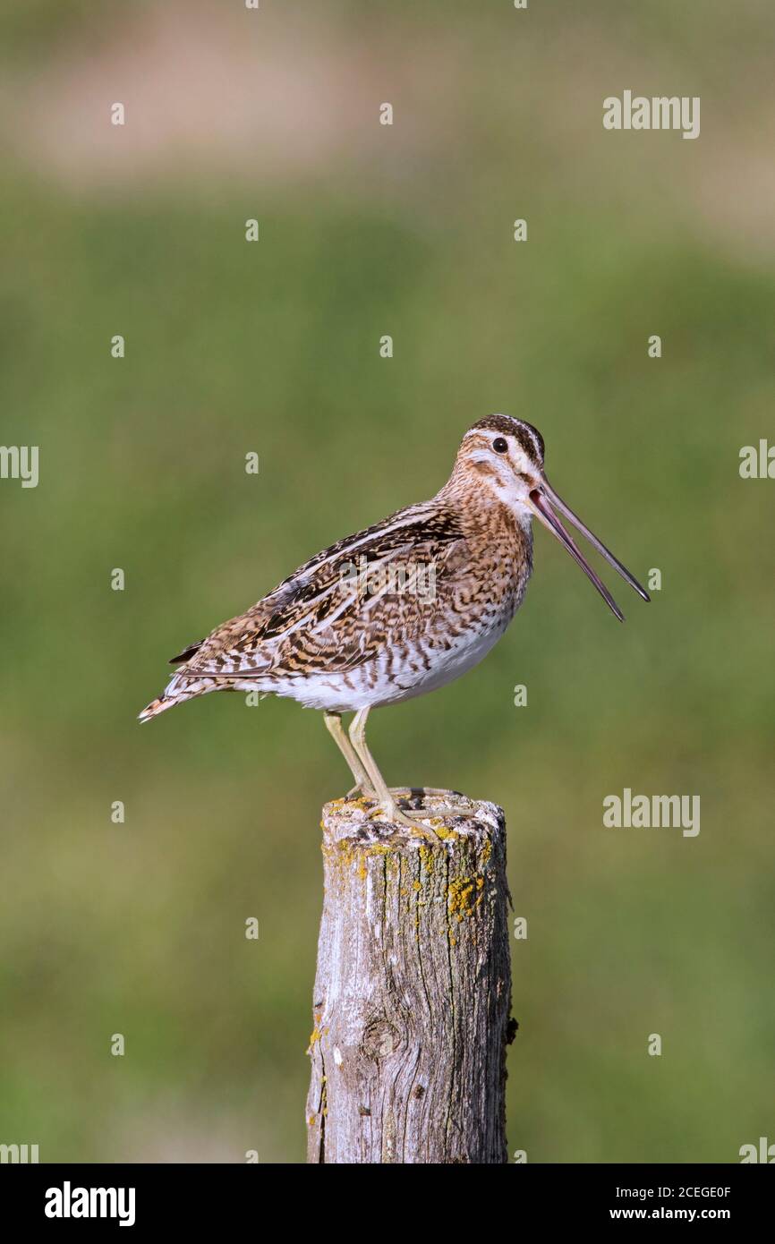 Gemeine Schnepfe (Gallinago gallinago faeroeensis) Männchen ruft von Holzzaunpfosten in Wiese / Grasland im Sommer, Island Stockfoto