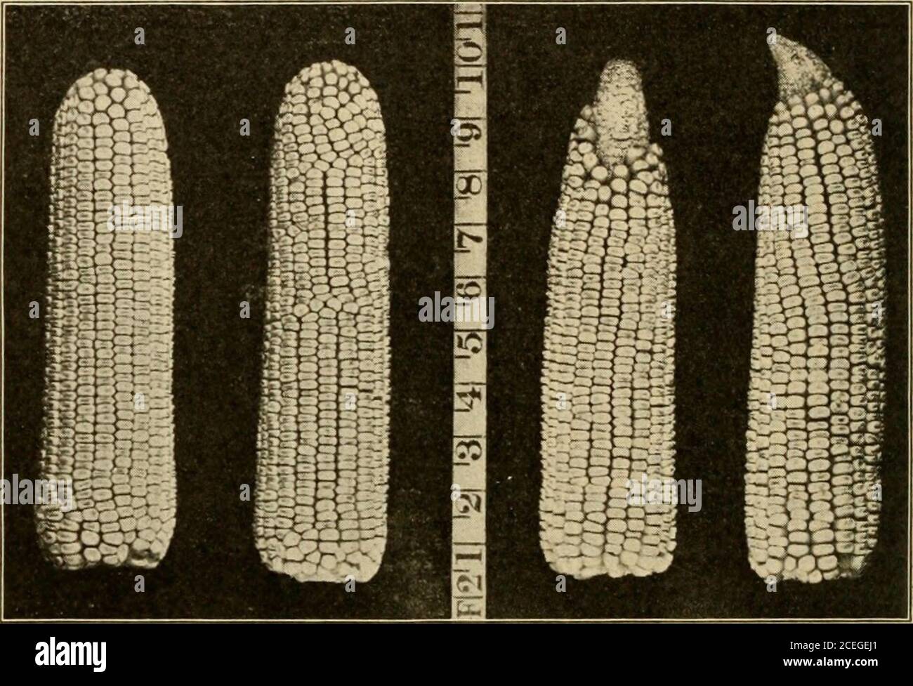 . Landwirtschaft für Anfänger. Abb. 54. Gute Stiele zur SelektionSamen aus 72 LANDWIRTSCHAFT FÜR ANFÄNGER Mais wird geschält. Eine Box kann am hinteren Ende eines Wagens und Hned mit Büchsensack befestigt werden. Dies wird ein con-venient Ort, in dem die besten Ohren gefunden während des Husking setzen. Später sollte der Mais wieder umgesehen werden und die endgültige Auswahl getroffen werden. Die Ohren mit befestigen. Fic. 55. Imtkovkment des Mais hv Sklectidn Boone Kreis weißen Mais auf der linken Seite, und der Typ, aus dem es durch die Selektion entwickelt wurde auf der rechten Seite. Von original eingerichtet durch das United States Departmentof Agriculture Bindemittelgarn, A Stockfoto