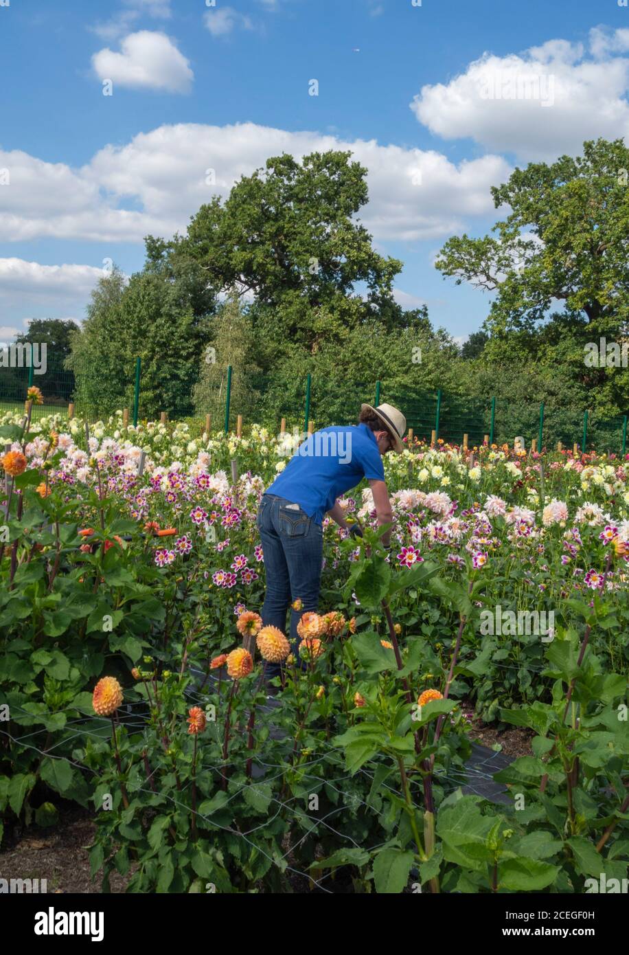 Gärtner schneiden Dahlien in Dahlia Feld Stockfoto