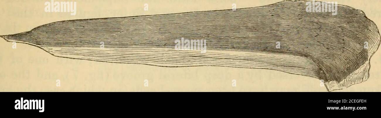 . Die vierteljährliche Zeitschrift der Geological Society of London. E; und große Mengen von gebrochenen Knochen bezeugten die Anwesenheit des Menschen, so wie die nagten Knochen bewiesen, dass der Hyänen in der Höhle. In den Schichten oberhalb des Roten Sandes gab es Fragmente von Holzkohle und von kalziniertem Knochen. Wie aus der folgenden Tabelle der Verteilung der Arbeiten des Menschen ersichtlich ist, gibt es hier dieselbe Unterscheidung wie in der Lobin-Hood-Höhle zwischen den Geräten der oberen und unteren Schichten. Von den ersten wurden alle Werkzeuge von Knochen, Geweih und Feuerstein erhalten; während in der letzteren wir nur entdeckt Stockfoto