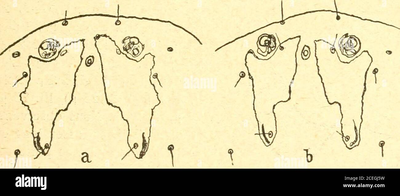 . Russkoe entomologicheskoe obozrenie = Revue russe d'entomologie. Nent laspekt granuleux. Les deux boucliers dorsaux (Abb. 1 Aetb)forment deux plaques grandes, bien distinctes. Chaque bouclier con-siste en deux parties: Une Partie postérieure (proximale) étroite et uneparte antérieure (distale) large; cette dernière possède deux sailliesdistales, la plus petite latérale, du côté extérieur de Loeil, et la plusgrande médiane entre loeil et organe sensitif médian. Les sailliesmédianes des deux boucliers se approchent parfois forcement (lune delautre). Les boucliers servent à la Fixation des m Stockfoto