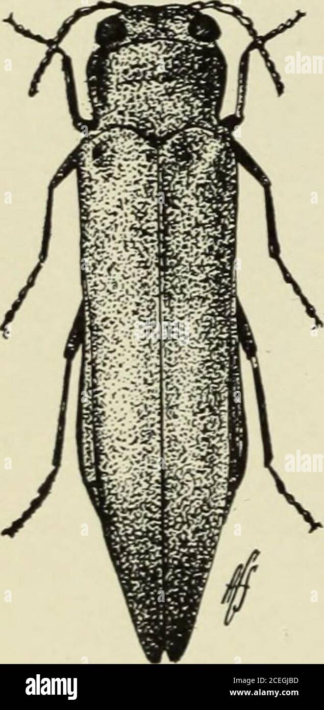 . Handbuch von Fruchtinsekten. Abb. Junge Früchte deformedblister-mitc. The N. Y. (Genf) Agr. Exsp. Sta. Bulle 283. 1906.N. Y. (Genf) Agr. Exsp. Sta. Bulle 306. 1908. 230 FRUCHTINSEKTEN das Sinuat Birne BorerAgrilus sinuatus Olivier als dieser europäische Feind der Birne erstmals 1894 in New Jersey entdeckt wurde, war es sehr befürchtet, dass es weit verbreitet werden würde und ebenso ernsthaft mit der Birne in- stören würde. Stockfoto