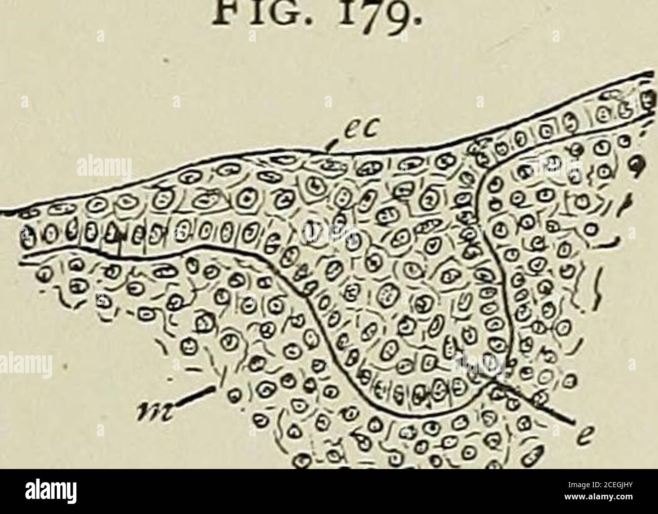 . Textbuch der normalen Histologie: Einschließlich einer Darstellung der Entwicklung des Gewebes und der Organe. Omthe mesoderm. Eine lineare Verdickung des Primitiveoralepithels markiert den frühesten Hinweis auf die Bildung des Theteeth; beim Menschen erscheint diese Band vor dem Ende der sechsten Woche (Rose) und ist an der Unteroberflächeder Epithelschicht anhaftend. Nach der Expansion dieser ektodermischen Verdickung wächst eine kontinuöse laterale Projektion, der Zahnrücken, schräg in das mesodermische Gewebe.der Zahnrücken wächst weiter nach hinten in Richtung der Unterkiefergelenken und bildet sich Stockfoto