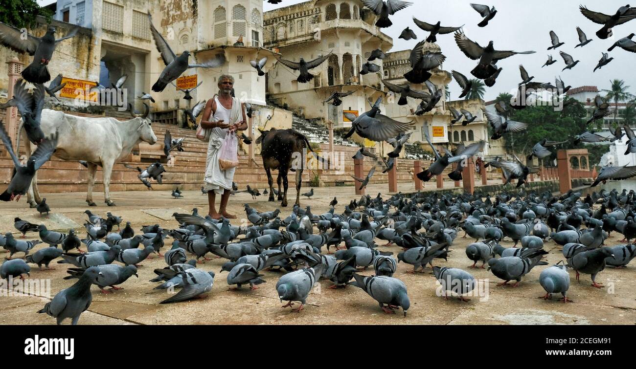 Pushkar, Indien - August 2020: Ein Mann füttert Tauben auf einem Ghat auf Pushkar See am 24. August 2020 in Pushkar, Rajasthan, Indien. Stockfoto