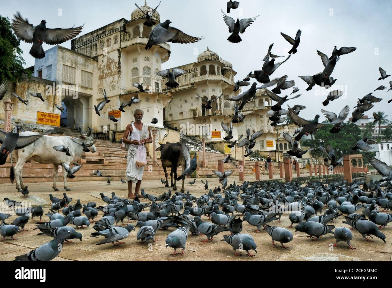 Pushkar, Indien - August 2020: Ein Mann füttert Tauben auf einem Ghat auf Pushkar See am 24. August 2020 in Pushkar, Rajasthan, Indien. Stockfoto