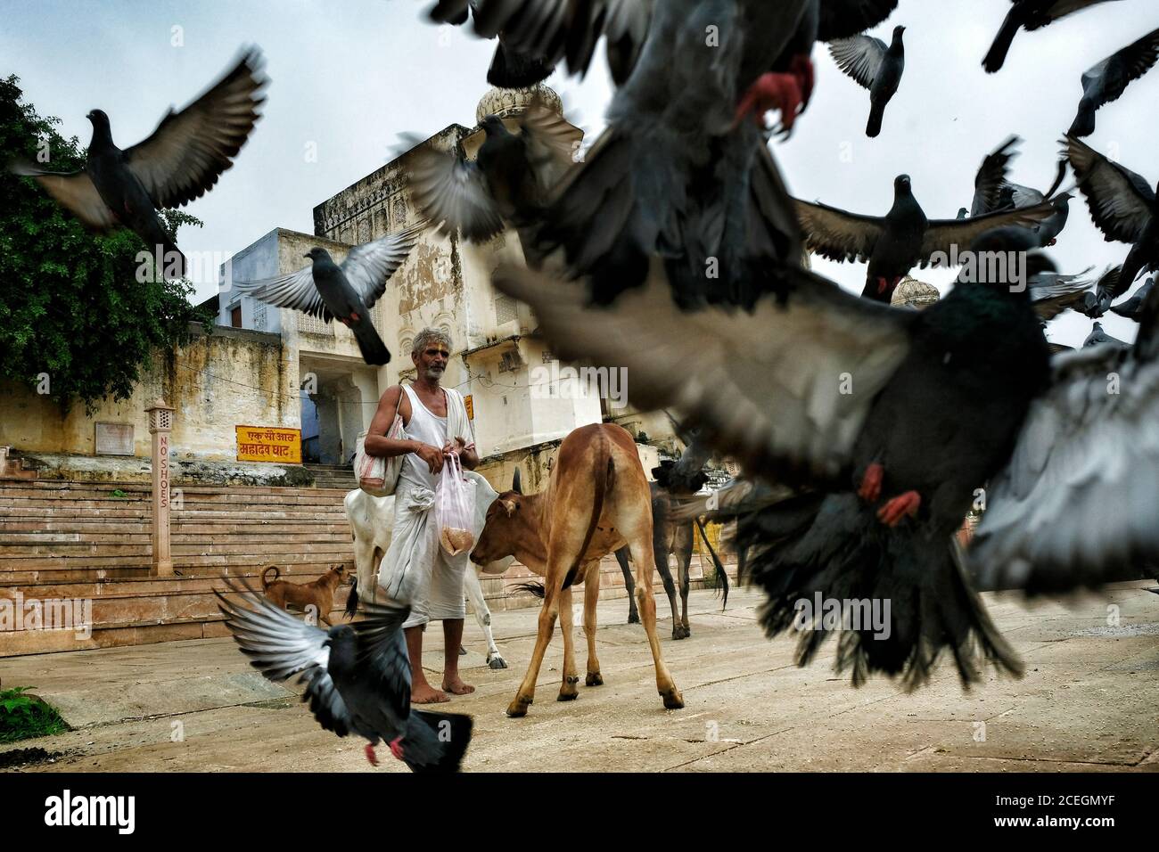 Pushkar, Indien - August 2020: Ein Mann füttert Tauben auf einem Ghat auf Pushkar See am 24. August 2020 in Pushkar, Rajasthan, Indien. Stockfoto