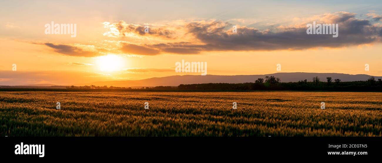 Sonnenuntergang über dem Weizenfeld Panoramablick Stockfoto
