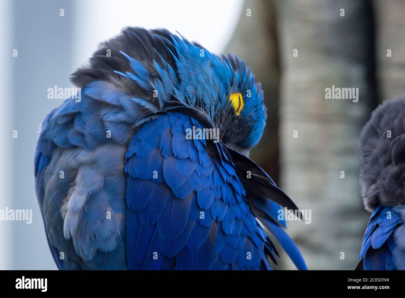 Ein schlafender Hyazinthara (Anodorhynchus hyacinthus), oder hyazinthara oder blauer Ara, der auf einem Zweig in Südamerika thront. Stockfoto