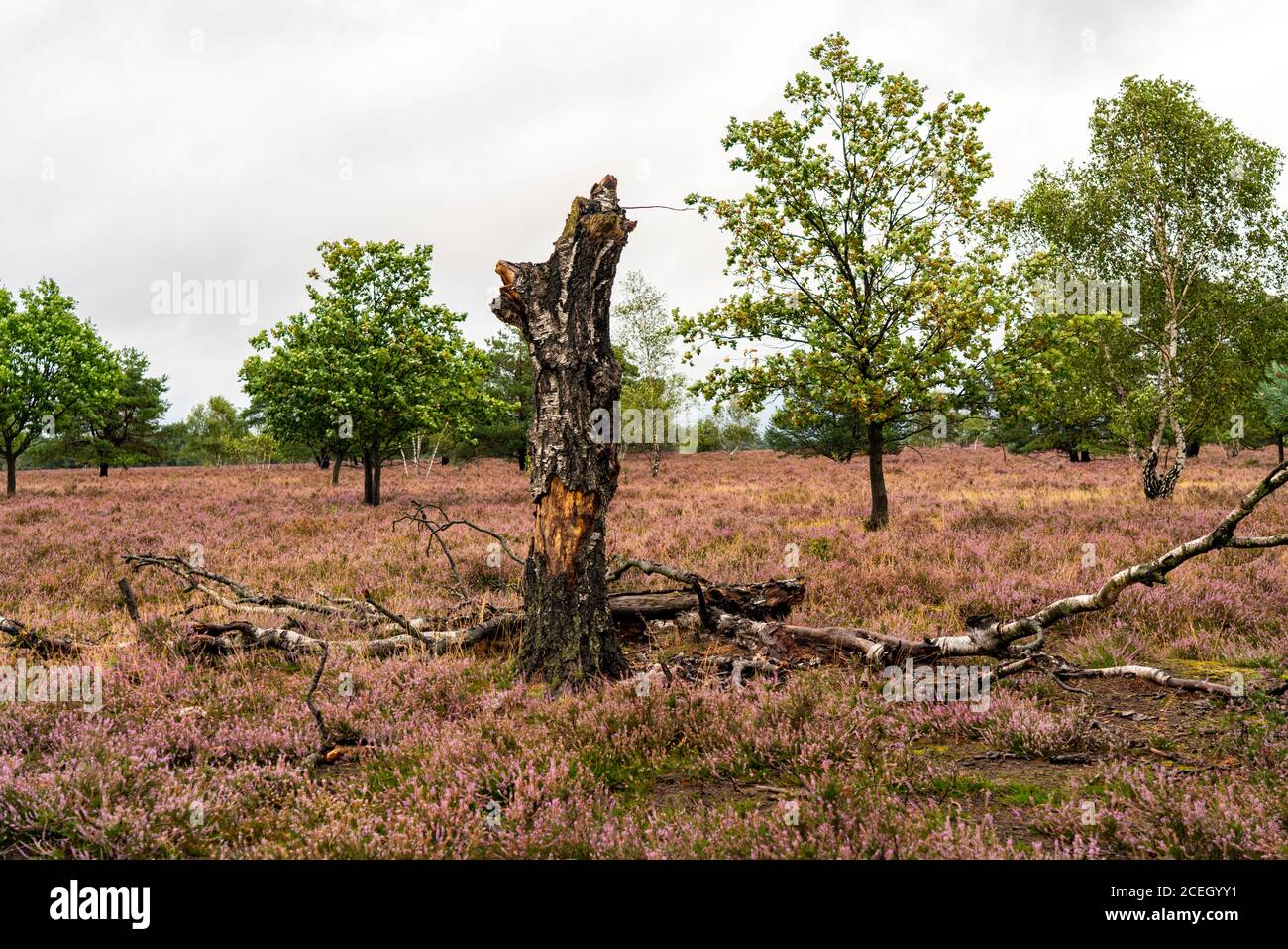 Die Osterheide, Heidegebiet im Naturschutzgebiet Lüneburger Heide, bei Schneverdingen, Niedersachsen, Deutschland Stockfoto