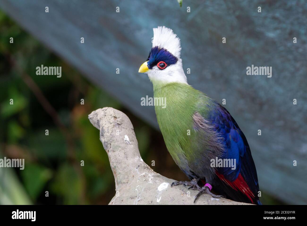 Der weißkappige Turaco (Tauraco leucolophus) steht auf einem Regenwaldbaum in Westafrika und schaut sich um und zeigt wunderschöne, lebendige Lila, gr Stockfoto