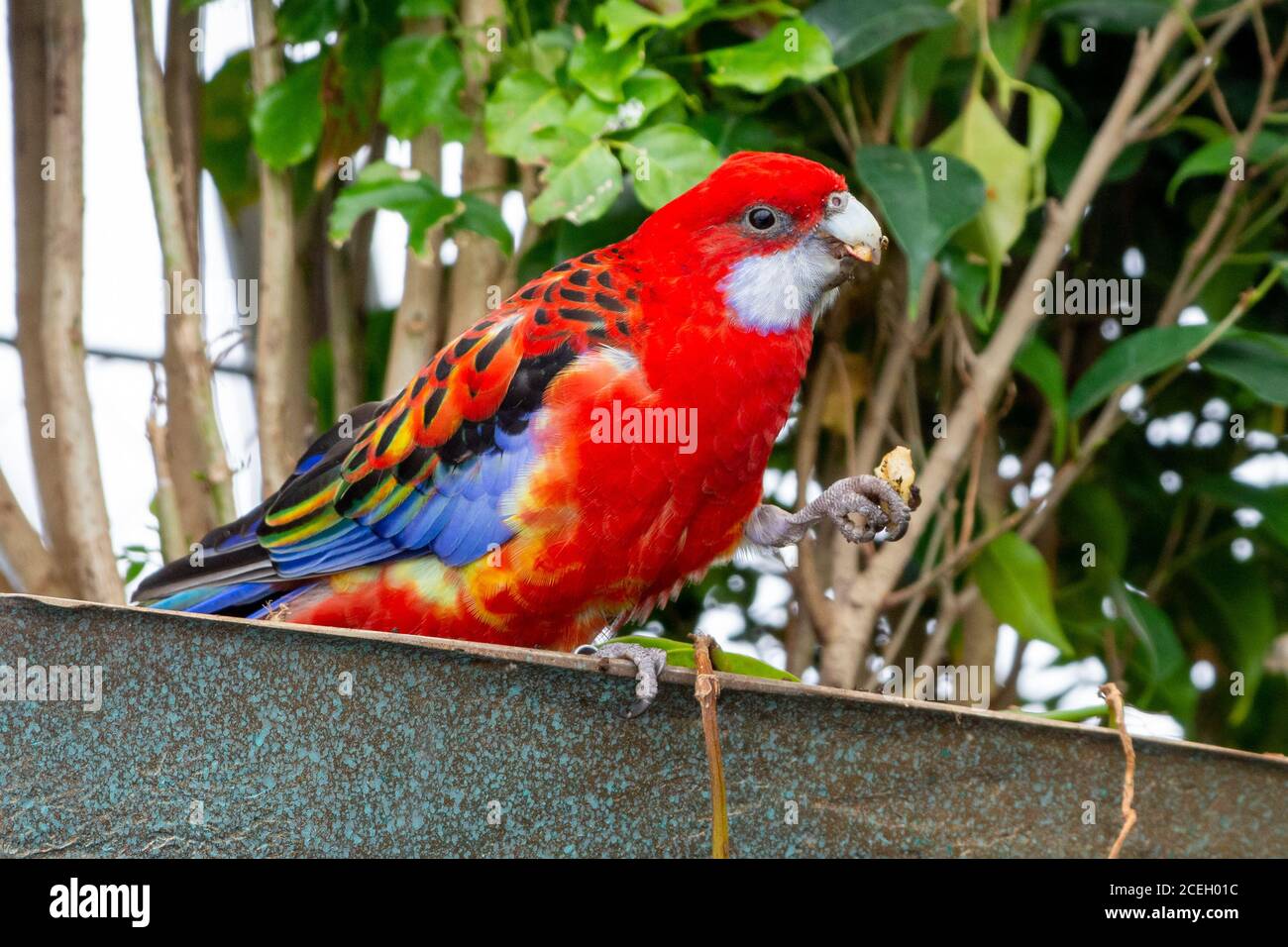 Ein leuchtend roter und gelber östlicher rosella (Platycercus eximius) Papagei oder Sittich ist ein rosella aus dem Südosten Der australische Kontinent und T Stockfoto